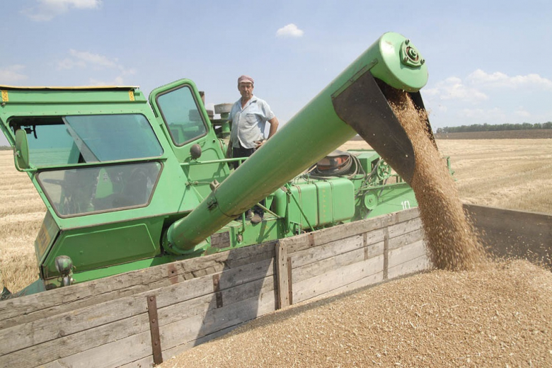 В урожае-2022 пока не обнаружили пшеницы первого класса